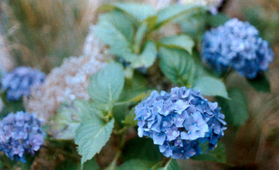 Blue flowers