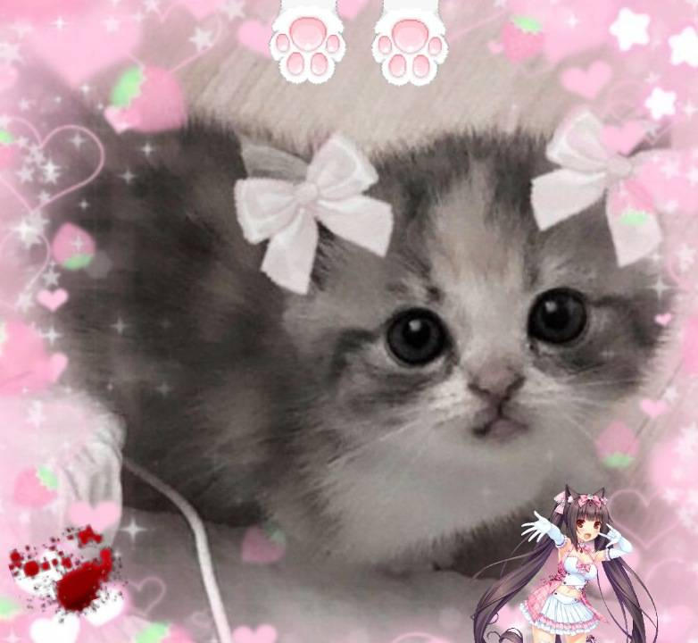 Cutecore kitty aaaaaa love it so cute by angieodilyp3m6364 on DeviantArt
