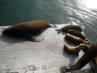 Sea Lions