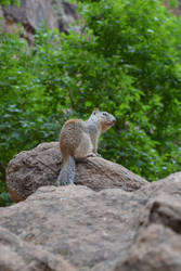 Squirrel -1-