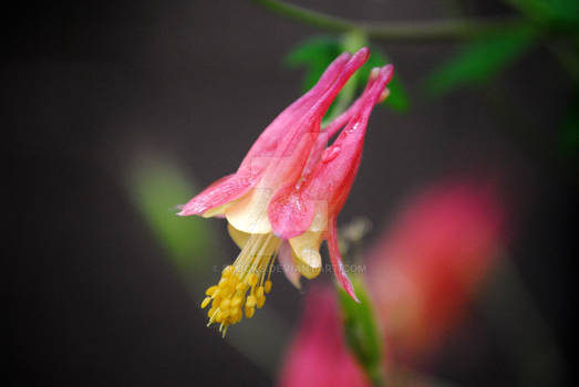 Honeysuckle