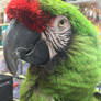 Nino the Military Macaw