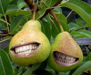 Pears