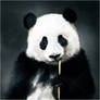 A cute panda