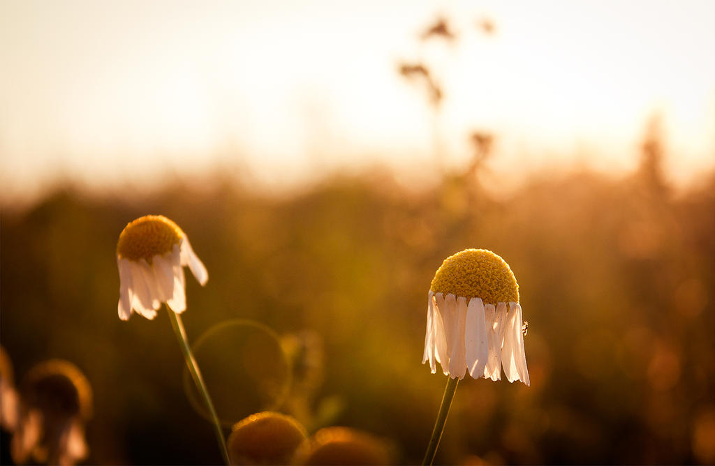 Wiese am Morgen