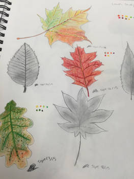 Leaf study 