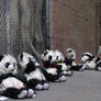 Honey, the crack addict Pandas