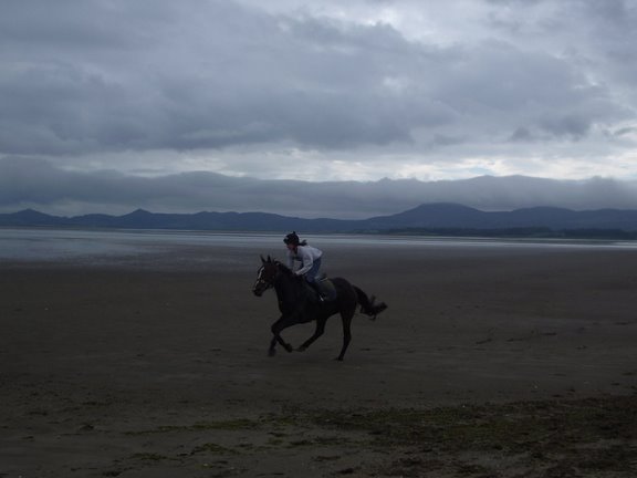 Horse on the Beach