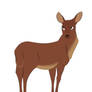 Roe Deer