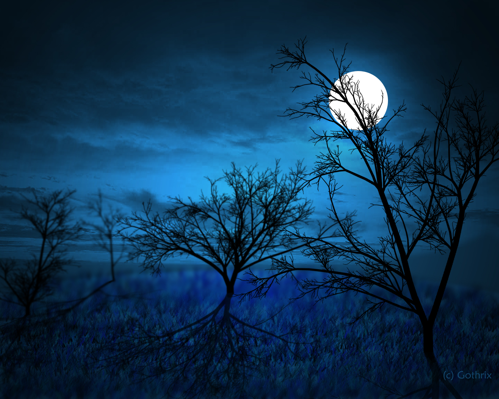 Full Moon ... Midnight Forest