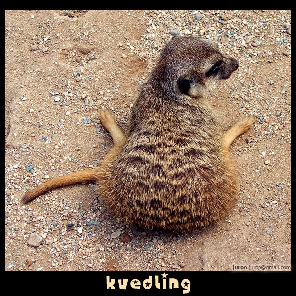 Suricate kvedling