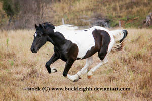 Black tobiano horse gallop / float / fly stock