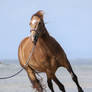 Buckskin horse canter / rollback stock