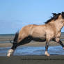 Buckskin welsh pony canter stock 7