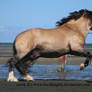 Buckskin welsh pony canter / leap stock 2