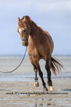 Buckskin horse trot stock 2