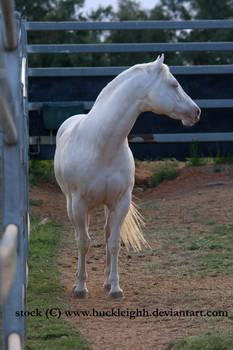 Cremello horse standing stock