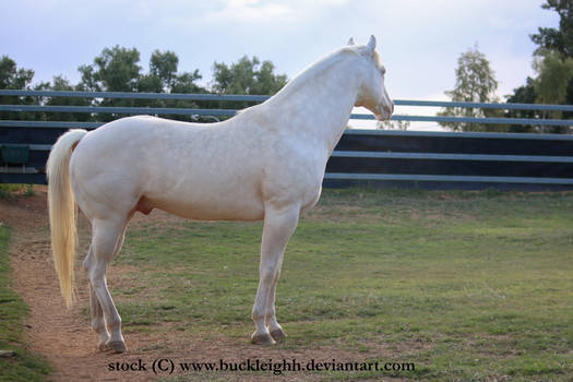 Cremello horse standing stock