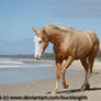 Palomino quarter horse canter stock