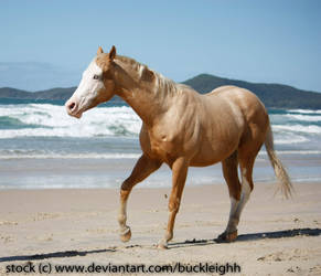 Palomino quarter horse trot stock 2