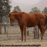 Chestnut thoroughbred horse standing stock