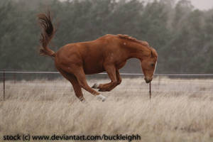 Chestnut thoroughbred bucking stock