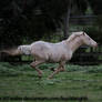 Cremello horse galloping stock 2