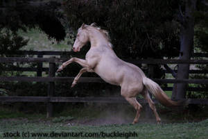 Cremello horse rearing stock 2