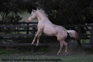 Cremello horse rearing stock 3