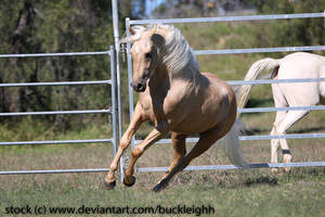 Palomino arabian cantering stock 3