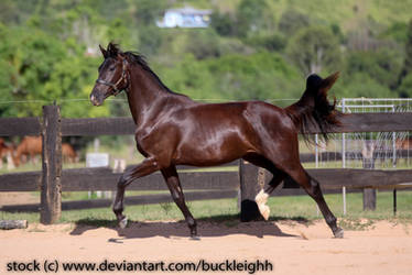 Black warmblood trotting stock 5