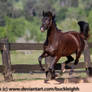 Black warmblood floating / cantering stock 2