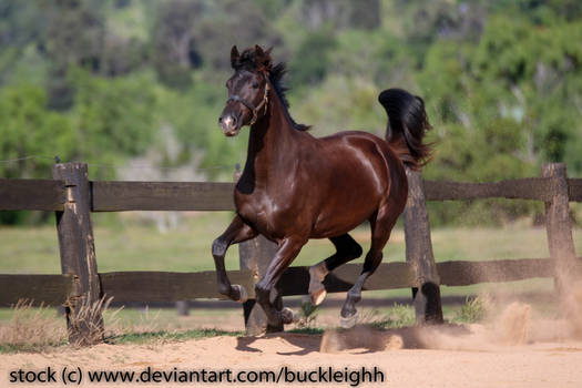 Black warmblood floating / cantering stock 2