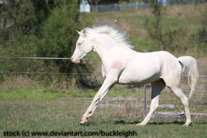 Cremello arabian cantering stock 3