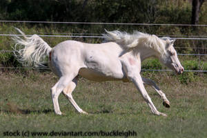 Cremello arabian cantering stock 6