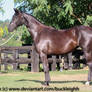 Black warmblood standing / conformation stock 2