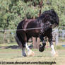 Shire draft horse canter stock 4