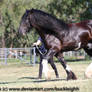 Shire draft horse trot stock 5