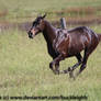 Brown thoroughbred gallop stock 2