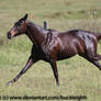 Brown thoroughbred gallop stock