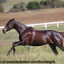 Brown thoroughbred gallop stock 6