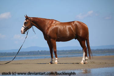 Chestnut quarter horse conformation stock 4