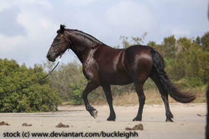Friesian horse walking stock