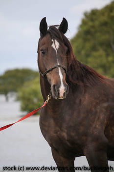 Bay horse headshot stock
