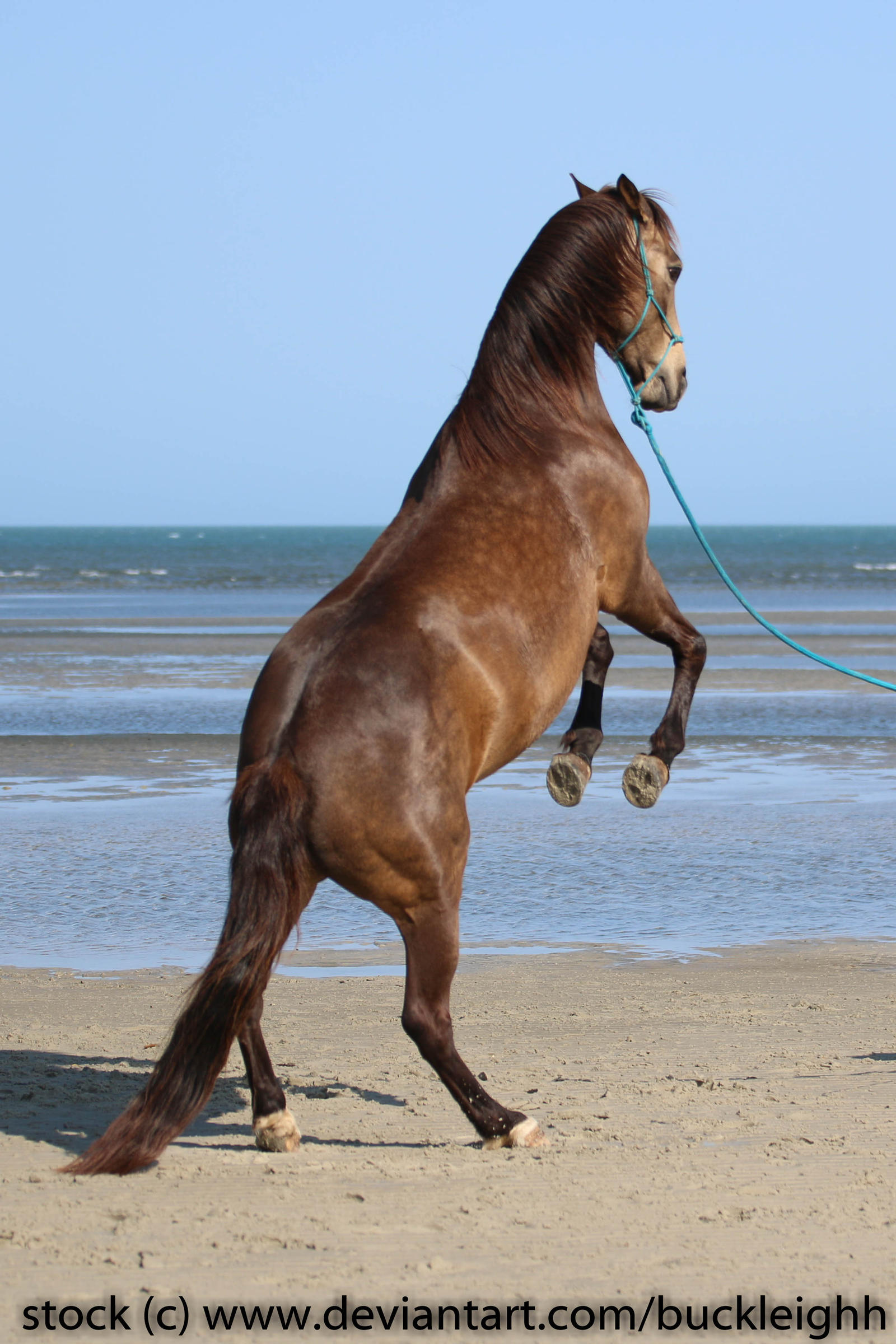 Buckskin horse rearing back view stock by buckleighh on DeviantArt