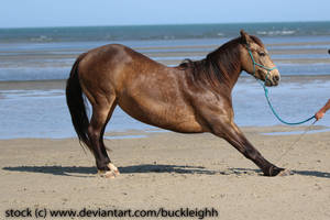 Buckskin horse bowing / stretching stock