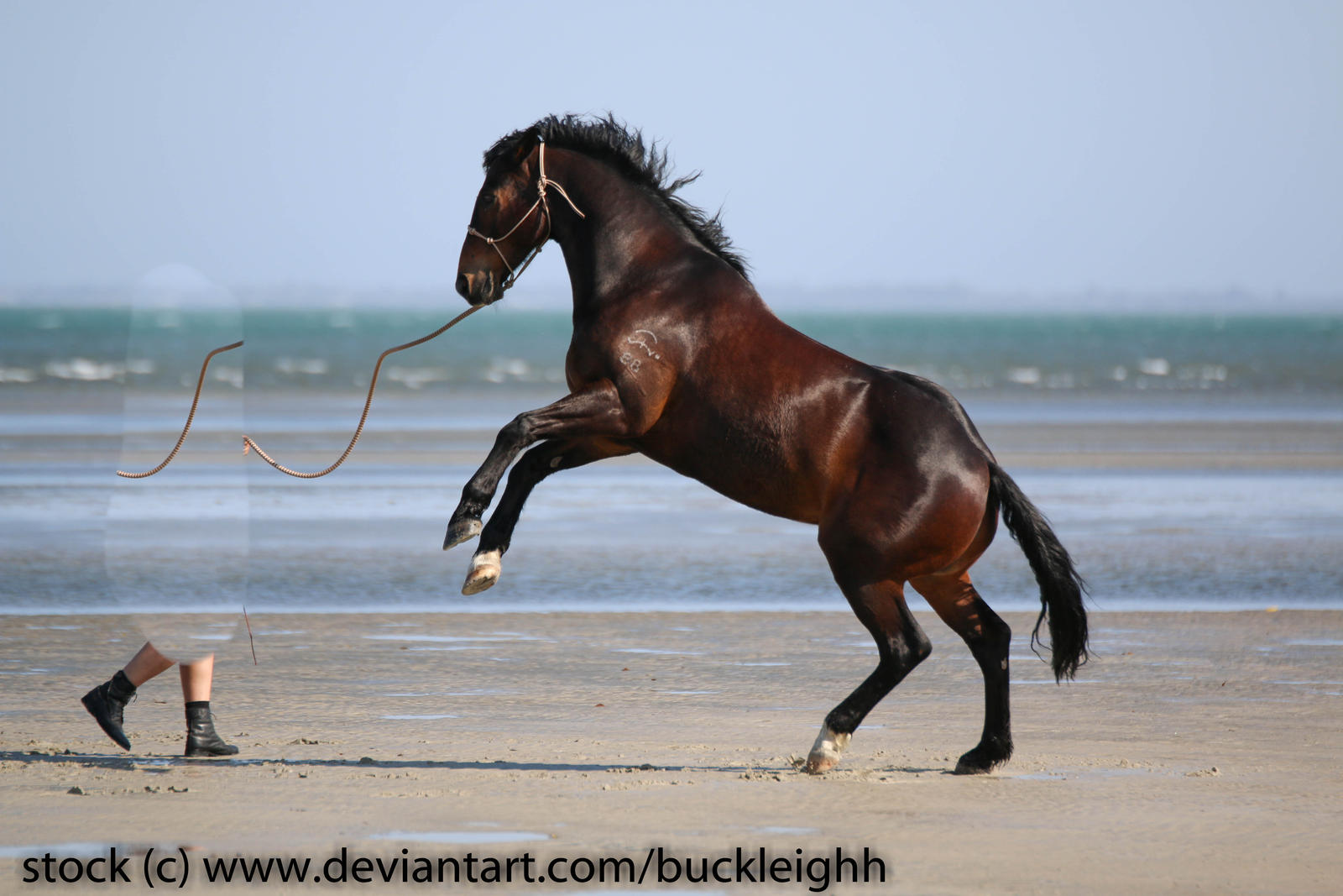 Bay horse rearing stock by buckleighh on DeviantArt
