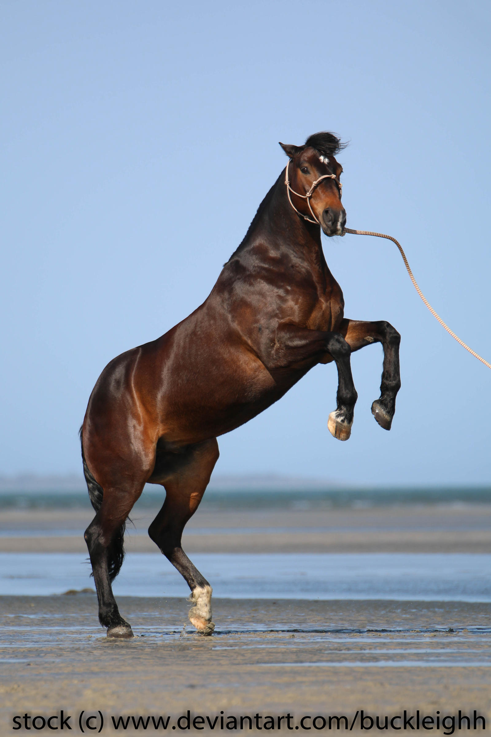 Bay horse rearing stock by buckleighh on DeviantArt