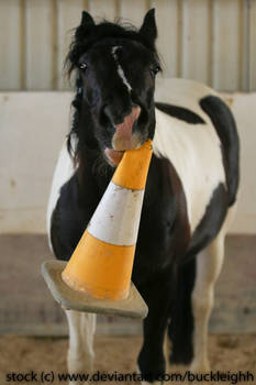 Pinto horse traffic cone trick stock