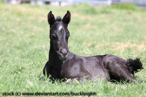 Black foal lying down stock